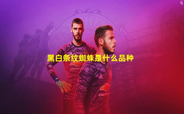 黑白条纹蜘蛛是什么品种